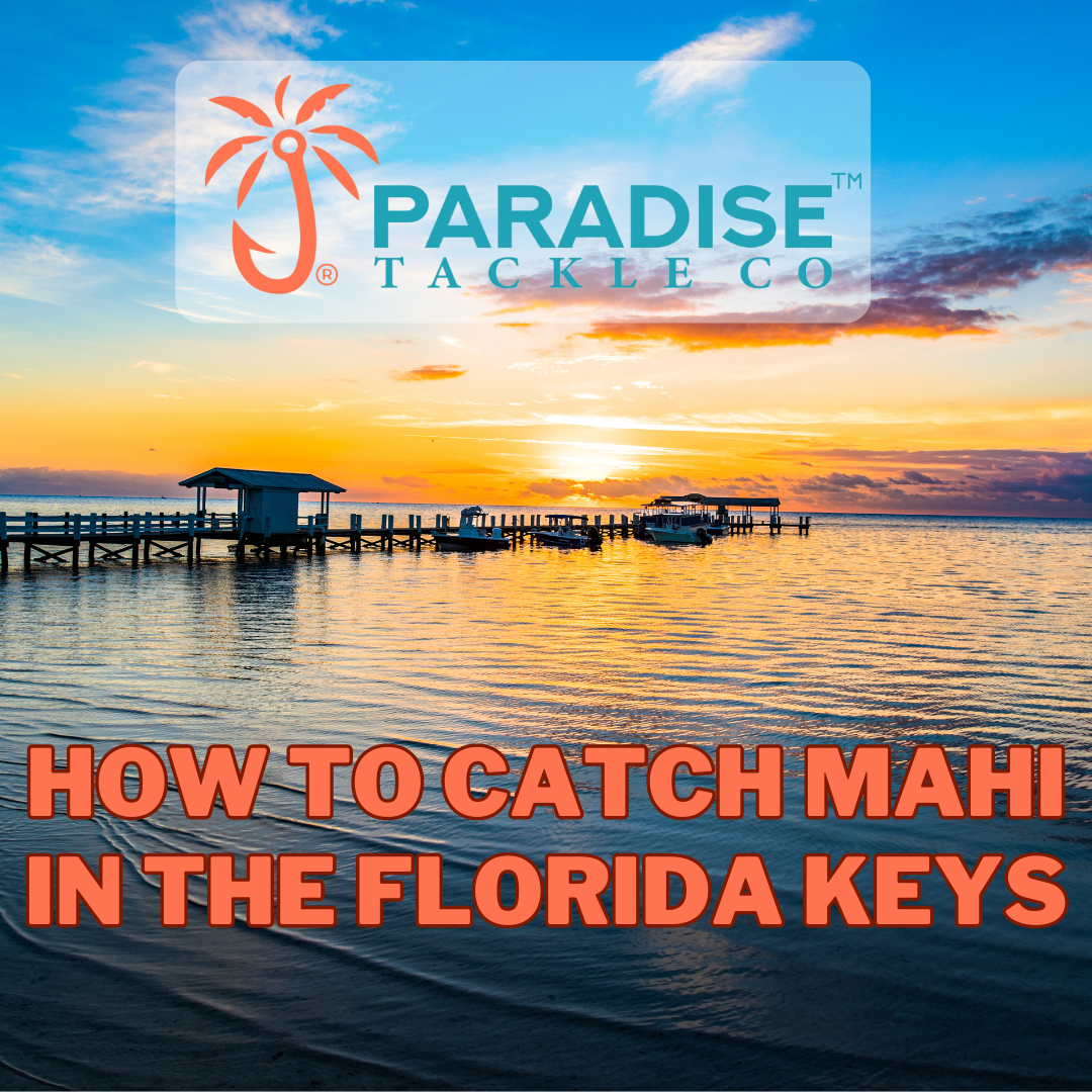 How to Catch Mahi in the Florida Keys and South Florida – Paradise