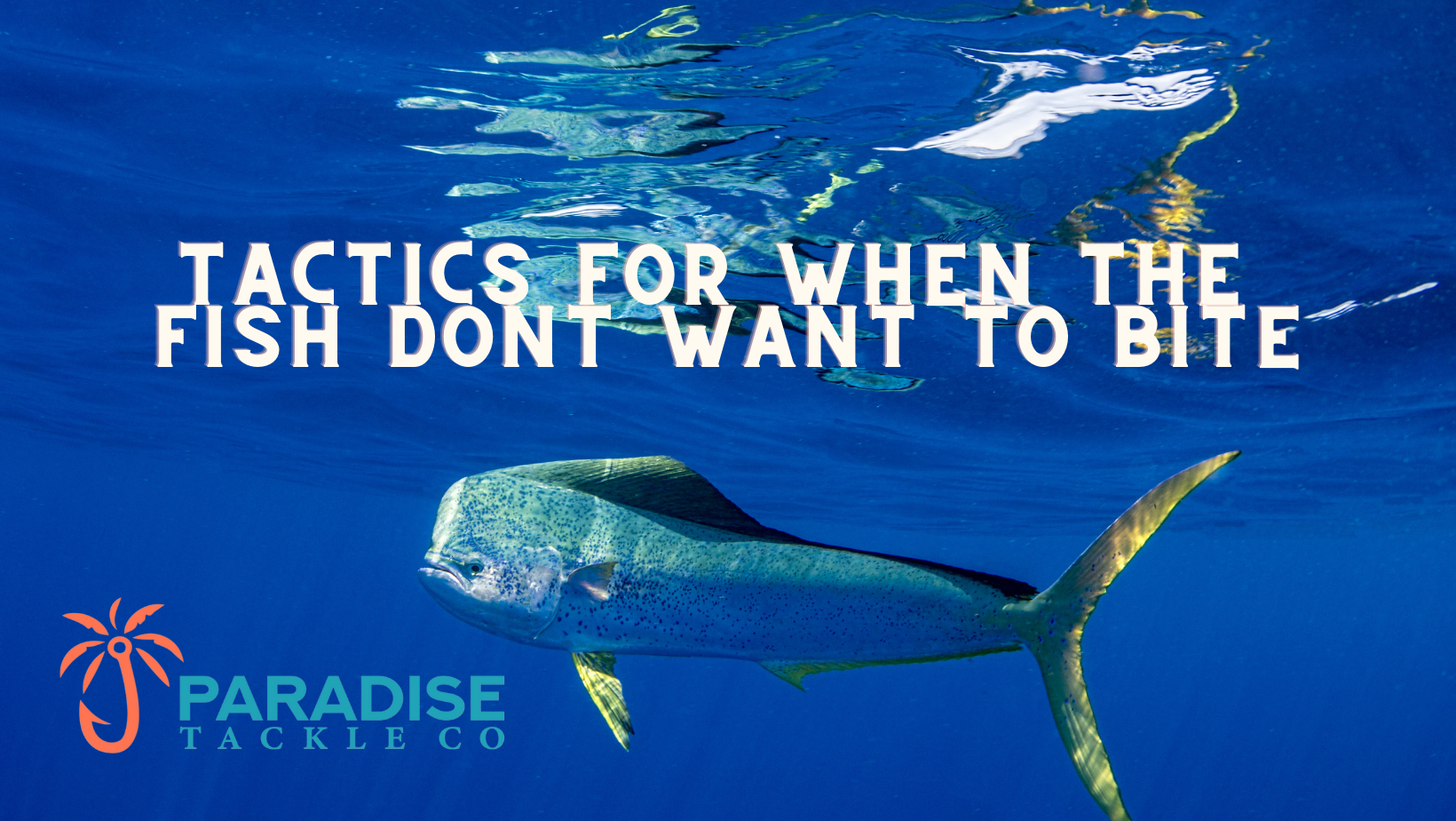 Tactics For When The Fish Don't Want To Bite – Paradise Tackle Co