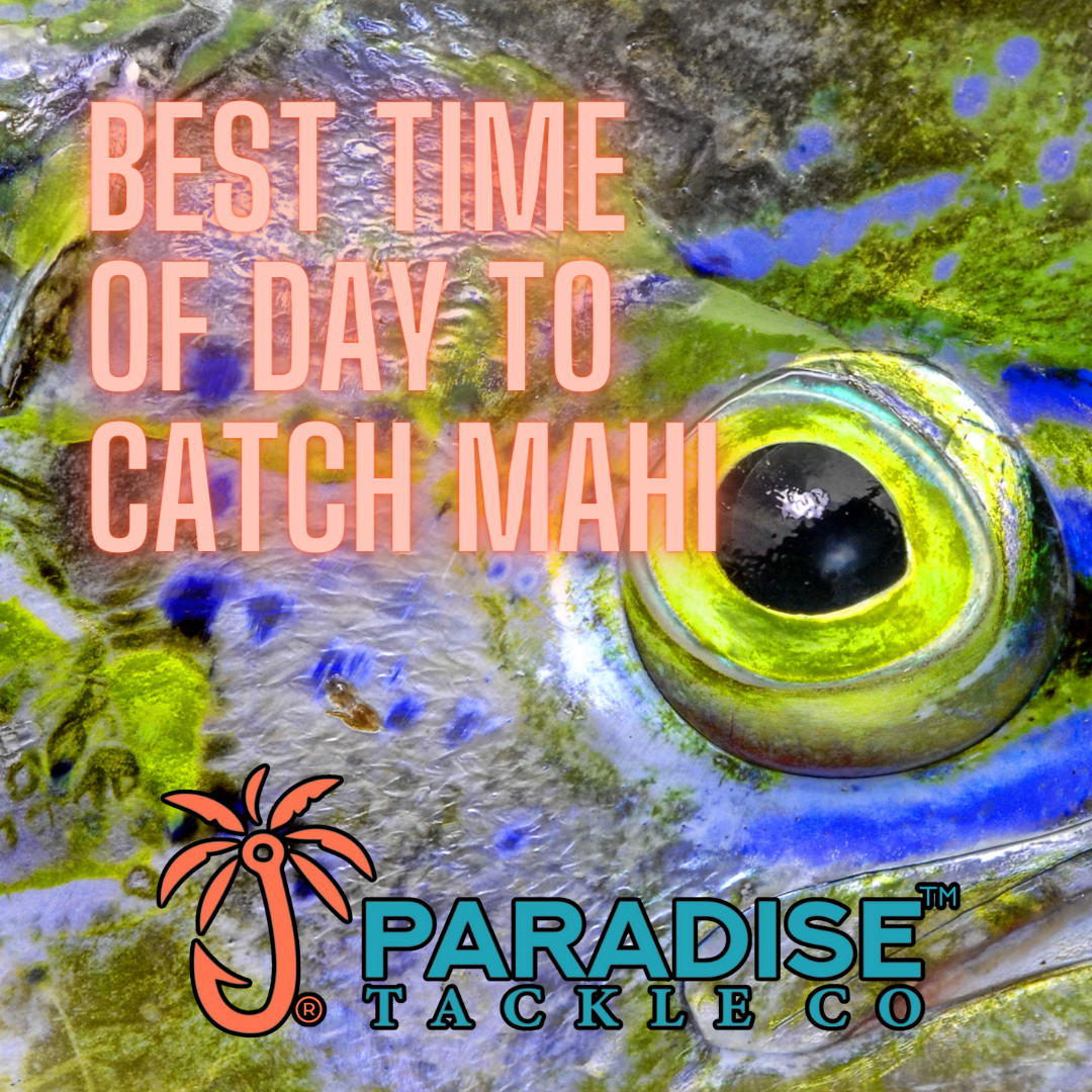 Best time of the day to catch Mahi-Mahi. Do you catch more mahi-mahi in the morning?