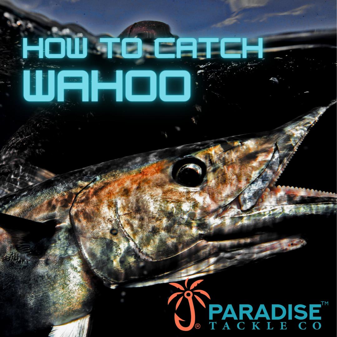 How To Catch Wahoo