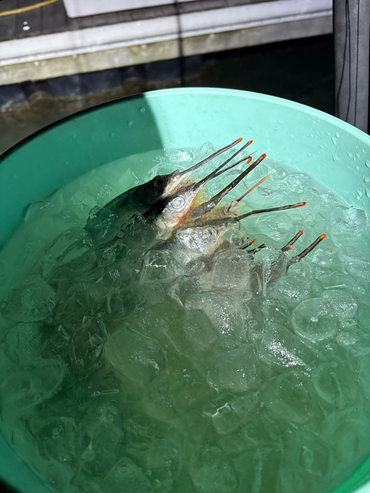 Dead Bait Solutions - Tournament Grade - Bait Brine and Salt